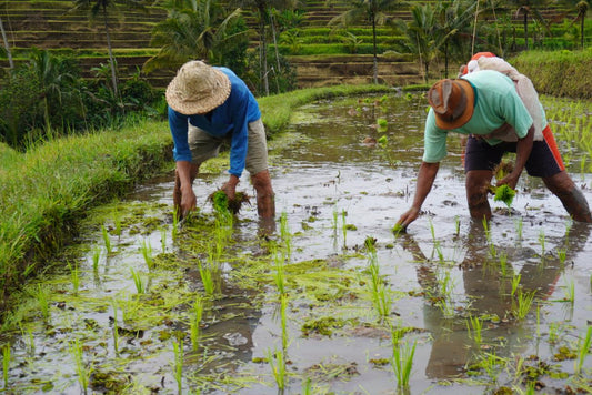 Terra Tea: Our Commitment to Social Responsibility — Aligned with ISO 26000:2010